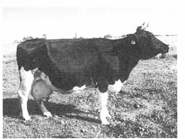 Krowa w typie mlecznym. Rasa holsztyńsko-fryzyjska