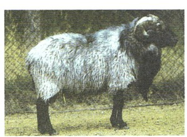 Owca wrzosówka - typ kożuchowy