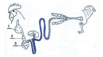 Rysunek przedstawiający schemat przewodu pokarmowego kury.