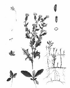 Chwast występujący w w uprawach rolniczych - ostrożeń polny.